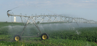 center pivot watering soybeans