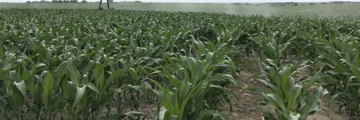 Corn Field