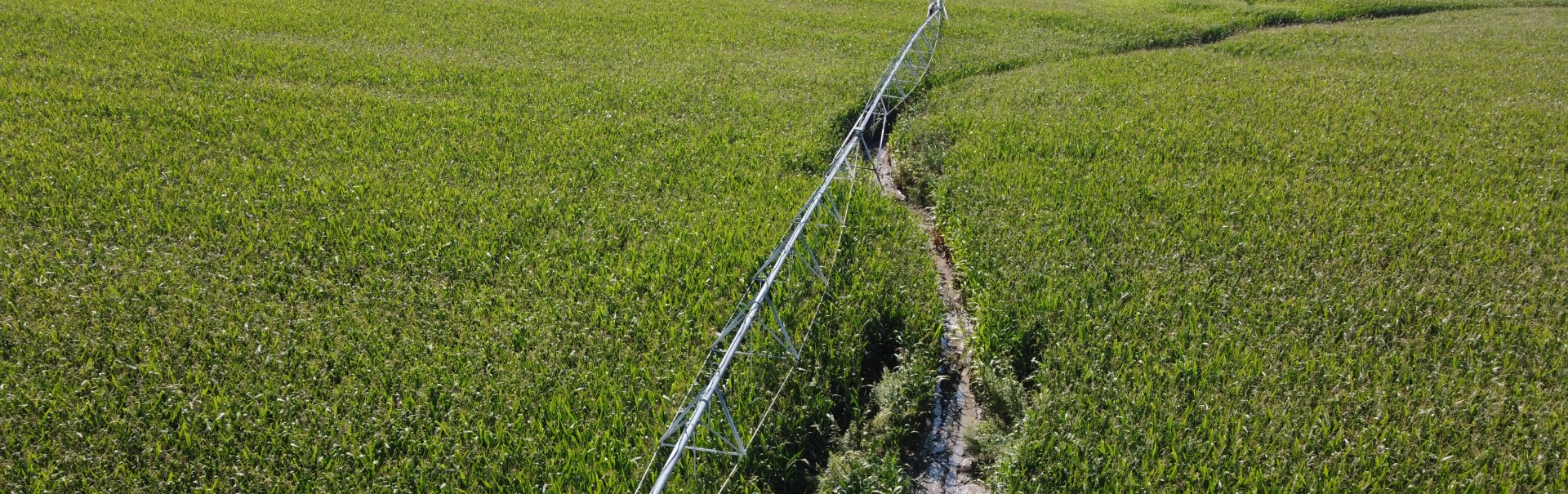 corn under pivot